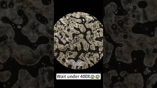 Foundation under 400X magnification is super coolunderthemicroscope microscope science [upl. by Anwahsed]