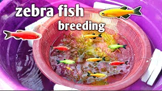 Zebra fish breeding  How to breeding zebra fish hindi zebrafish aquariumfishfish breeding [upl. by Annaeed476]