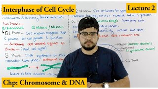 Interphase  Cell Cycle  Lecture 2 [upl. by Eleda]