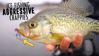 Ice Fishing HUGE School of Aggressive Crappies [upl. by Themis]