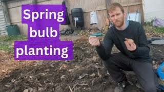 planting daffodils tulips and alliums allotment garden [upl. by Hellene981]