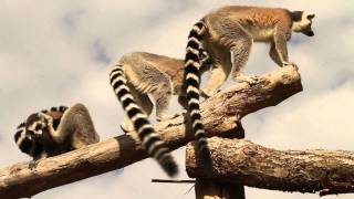 Entrez sur le territoire des lémuriens au Parc Animalier de SainteCroix [upl. by Edyaj]