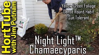 Night Light™ Chamaecyparis  Beautiful Year Round Interest Shrub [upl. by Imelida]