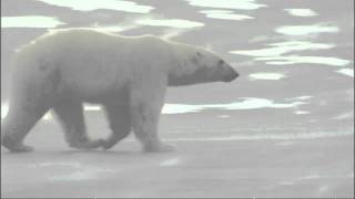 Explorer Polar bears will actively hunt man [upl. by Holey]