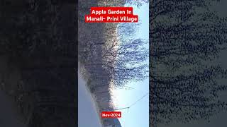 Apple Garden In Manali  Prini Village  24 Nov 2024 [upl. by Mell]