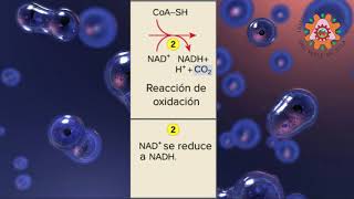 Conversión del Piruvato a AcetilCoA Oxidación del Piruvato [upl. by Jenette]