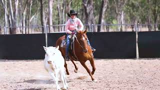 Dalby Stockhorse Sale 24 Riddles Fireball Lot 106 [upl. by Amikahs]