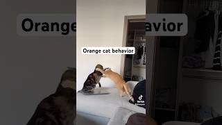 Orange cat behavior [upl. by Haym]