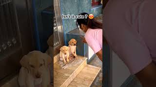 The most lovable creatures in the world 😍 more loyal than humans ❤️ love puppies cute [upl. by Anirav]