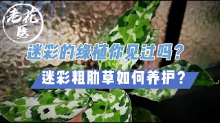 【寄养迷彩粗肋草】迷彩绿植你见过吗？花友寄养迷彩粗肋草！A fan sent an Aglaonema pictum tricolor Tips for growing and care [upl. by Nillek]