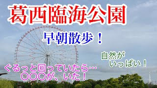 【葛西臨海公園】早朝散歩‼️日曜日の午前7時、人は少なめ静かな時間。可愛い動物に遭遇しました。 [upl. by Lilia734]