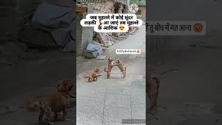 twodogsfight funny comedy funnymemes jokes dogfight dog [upl. by Ariajaj553]