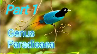 Cenderawasih 42 Spesies Endemik Papua Genus Paradisaea [upl. by Waddington]