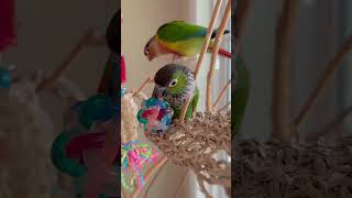 Cute conure parrots playing aggressively with their toys  Conure parrot behavior [upl. by Aplihs293]