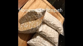 Homemade Tempeh without dehulled  easy method and fast  tasty vegan and vegetarian friendly [upl. by Akcirre]