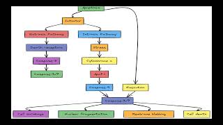 APOPTOSIS amp NECROSIS Presentation [upl. by Dionysus]