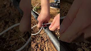 drip tape irrigation watering tape drip irrigation shorts subscribe tricks lifestyle landscape [upl. by Okiron]