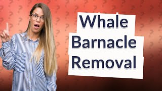 Do whales like it when you remove barnacles [upl. by Canale]