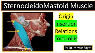 How to do a Sternocleidomastoid Stretch [upl. by Ainyt]