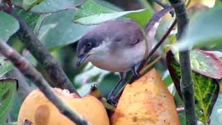 Western Orphean Warbler Sylvia hortensis in South Wales [upl. by Zabrina]