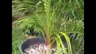 Dypsis video 2 [upl. by Einnep655]