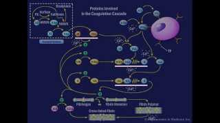 The Coagulation Cascade [upl. by Yreva]