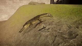 Baby Crocodile Gharial  Planet Zoo Animals [upl. by Bronny]