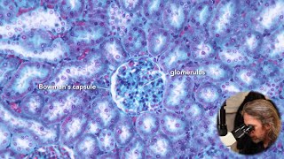 Microscopic anatomy of the kidney [upl. by Belac]