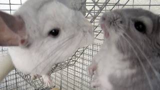 Chinchilla Barking amp Fighting [upl. by Marie-Ann715]