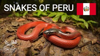 Snakes of Peru 5 species from the Amazon rainforest Ferdelance Rainbow boa and more [upl. by Ardnaik]