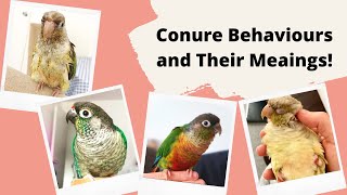 Conure Behaviours and Their Meanings  TheParrotTeacher [upl. by Izaak]