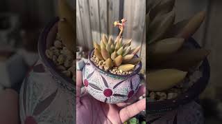 Echeveria Tolimanensis green echeveria plants succulent succulentobsession cutepots [upl. by Atikkin]