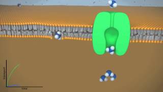 Facilitated vs Passive Diffusion [upl. by Dhu292]