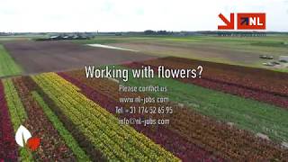 Working in Holland with flowers NL Jobs [upl. by Nomyar594]