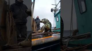 A baby seal came onto a human boat and people seemed to love it very much animals cute [upl. by Lussier]