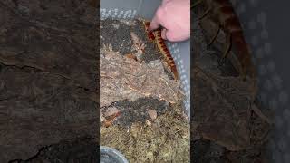 Pet your pedes guys centipede scolopendra pet bug [upl. by Alastair]