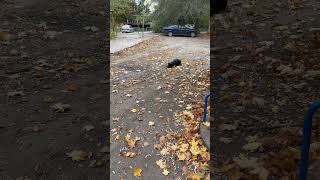 Осень 🍂 rottweiler rottwellier rottweil puppy смешноевидео собака питомец pets [upl. by Lordan]