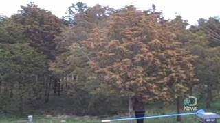 Massive Tree Pollen Explosion Explained [upl. by Lirbaj]