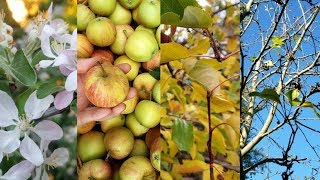 🌳THE 4 SEASONS OF AN APPLE TREE🍎Organic Gardening [upl. by Suivatna]