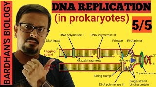 DNA REPLICATION in prokaryotes in HINDI 55 [upl. by Hilar606]