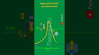 Potencial de acción cardíaco  Potencial de acción cardíaco fisiología  Nodo sinusal [upl. by Veedis754]