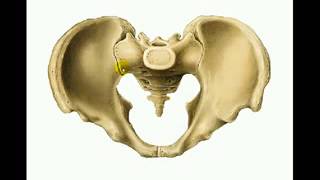 OSTEOLOGIA DE MIEMBRO INFERIOR 3 [upl. by Sallyann]