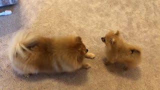 Tiny pomeranian puppy barking running cute puppy [upl. by Santana]