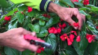 Pruning Begonias [upl. by Lauer957]