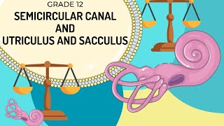 VESTIBULAR APPARATUS  Function of the semicircular canals and the utriculus and saccules [upl. by Salter670]