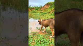 dog🐕shortvideo funnypets dog entertainment puppy viralshort viralvideo viralshorts video [upl. by Anikahs876]