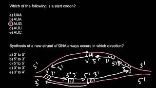 Start codon and DNA synthesis [upl. by Ressay]