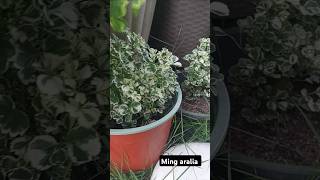 Ming aralia potts aralia gardenlover garden homegarden gardening ytshorts shots [upl. by Rento]