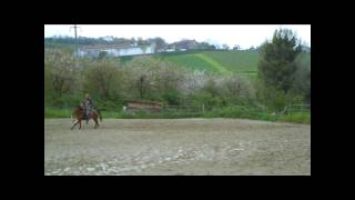 EG HORSES  Doma western cavallina da passeggiata [upl. by Acinet]