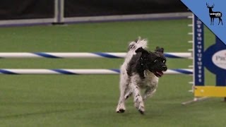 This Amazing Mutt Just Stole The Show From the PureBreds At Westminster [upl. by Nairehs496]